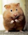 (image for) Hamster